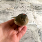 Tzippibird