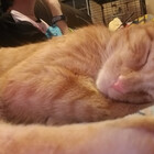 Tiggerkitty