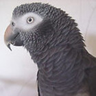 GreyFeather