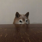 Wolffo-Meat