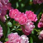 rsommer