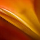 flower74