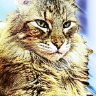 DanceswithCats