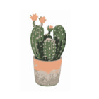 Cactus0