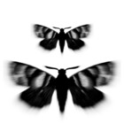 moths-minor