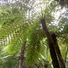 TreeFern