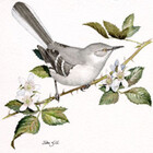 mockingbird23