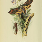 theallegra