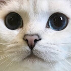 CatsIMGs