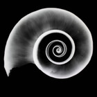 xrayjessie