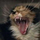 bigbeefkitty