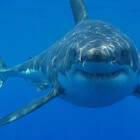 SharkEater