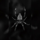 gibbiceps