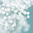 gardenessence