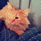 Toastercat11