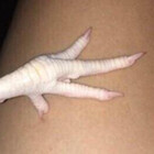adrestiandove