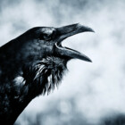 RavenColdrain