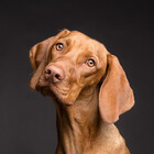 dogfather2018