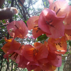 horlina