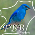 francebluebird