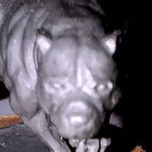 HoundOfHavoc