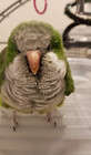 GreyhavenBirds