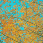vizpix