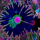 BlueMarigold