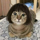Dianoca