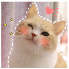 lilneko