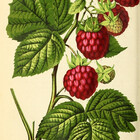 biodivher