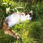 Phatcat