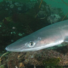spinydogfish