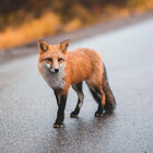 MontiFoxPhoto