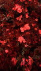 artbrainofamber