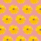 petalsofpassion
