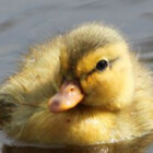 Ginnyducks2004