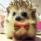 proud-hedgehog