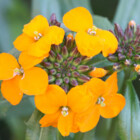 WallflowerVol6