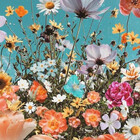 haniya-