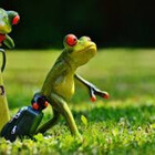 Frogon