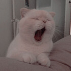 verycutekittie