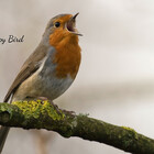 ingebird