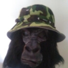 Gorillajoe