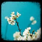 StarlingPhotos