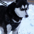 redwolf828