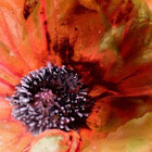 poppyflower