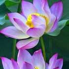 lotusbud