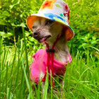 Martinithechi