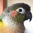 GlorytheBird